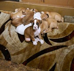 Puppy Boxers