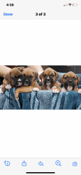 8 week old Boxer puppies