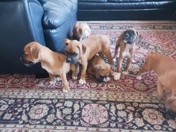6 purebred boxer puppies