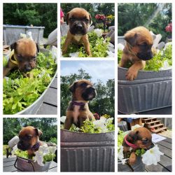 Rottweiler Boxer mix puppies READY TO GO!