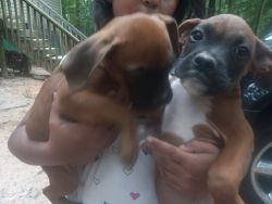 I am selling my little boxers there friendly and a protective dog's