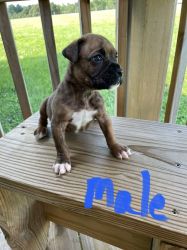 Boxer Puppies (males)