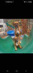 Boxer pup cute and smart