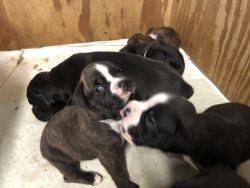 AKC Boxer puppies for sale - beautiful-excellent bloodline