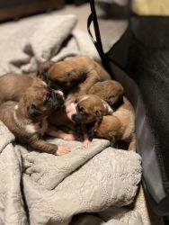 AKC registered Boxer Puppies for sale