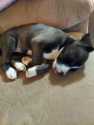 Puppies in need of forever home
