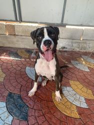 Boxer 9 months old