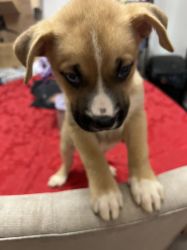 Puppies needing forever homes