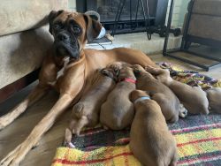Boxer puppies ready 10/20/22