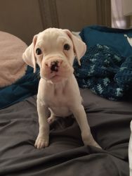 11 week old albino boxer puppy