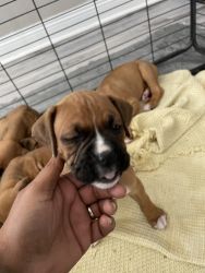 Boxer ready for new homes come get yours today Tails docked and declaw