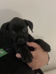 Boxer and lab mix