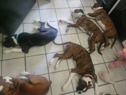 Boxers AKC registered