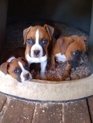 registered boxer puppies