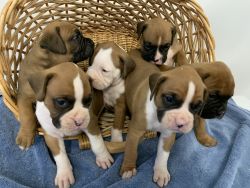 AKC-boxer puppies