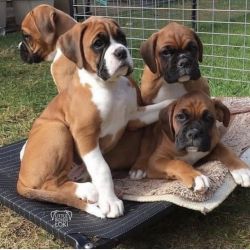 Amazing boxer puppies