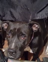 Female BullBoxer in need of new home