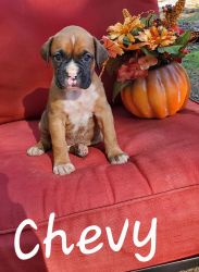 Beautiful Boxer Puppies looking for their perfect forever homes