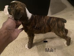 AKC BOXER PUPPIES FOR SALE