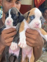 BOXER PUPPIES AVAILABLE @CHENNAI