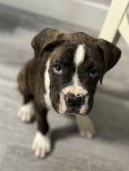 Full Breed Brindle Boxer for Sale