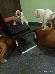 Active and healthy boxer puppy for sale