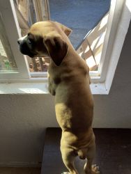Boxer puppy. FOR SALE