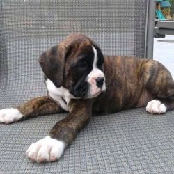 Energetic Healthy Boxer Puppies for sale