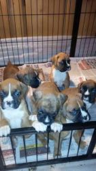 Quality Boxers For Rehoming for sale