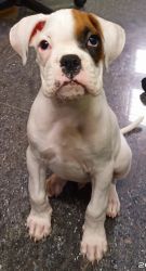 White boxer puppy for sale