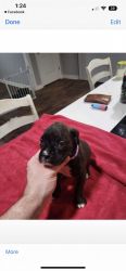 Akc registeted boxer puppies