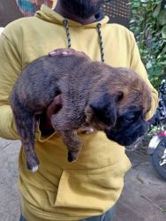 BOXER PUPPIES AVAILABLE IN CHENNAI