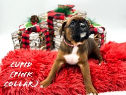 Purebred Boxer Pups ready to go home in 12-18-22