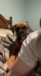 6 month old boxer