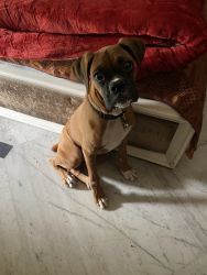 Boxer Dog Male For Sale