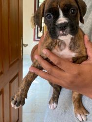 Boxer Puppies Looking For New Home