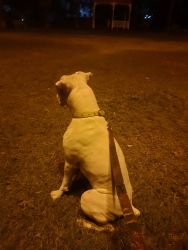 White Boxer Dog