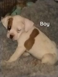 Boxer Puppies- No Papers---- Hillsboro Mo