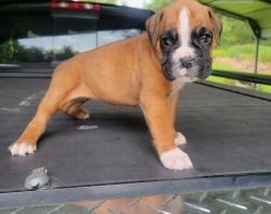 Boxer Puppies for sale.