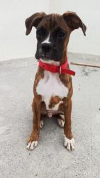 Home grown smart Boxer Male puppy