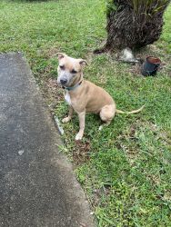 Female Boxer Pit looking for a loving home