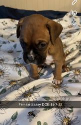 Puppy boxers for sale