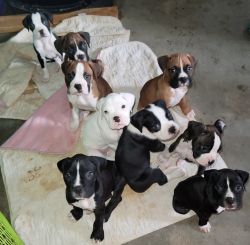 CKC Boxer Puppies ready for your Love