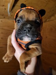 Irresistible Registered Boxer Pups