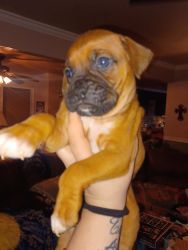 Full blood boxer puppies