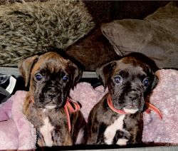 Boxer CKC Registered Puppies