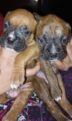 Trust Kennel Boxer Pups Available In Delhi