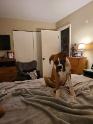 Male 14 month boxer for good home