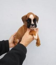 Awesome Boxer Puppies For Sale.