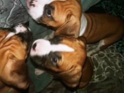 Purebred boxer puppies ready this week